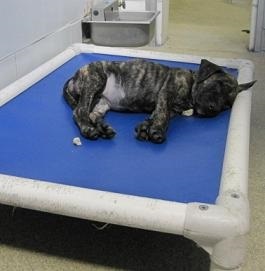 a pup sleeps on a kuranda cot in a kennel
