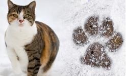 a cat stands in the snow with a paw print in the snow next to it