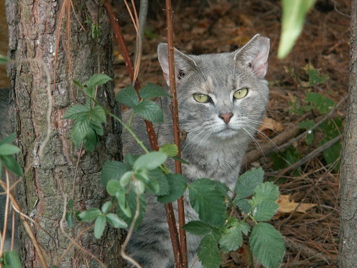 a cat is behind a tree/bush show the left ear tipped to indicate that it is fixed, vaccinated, and a feral/community cat.