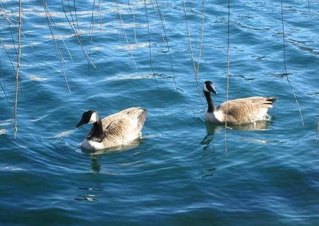 two geese swim in a pond