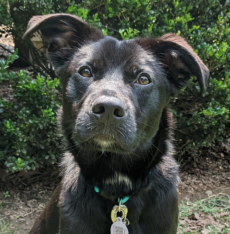 a head shot of a black dog named onyx