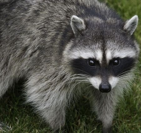 a raccoon stands in a field