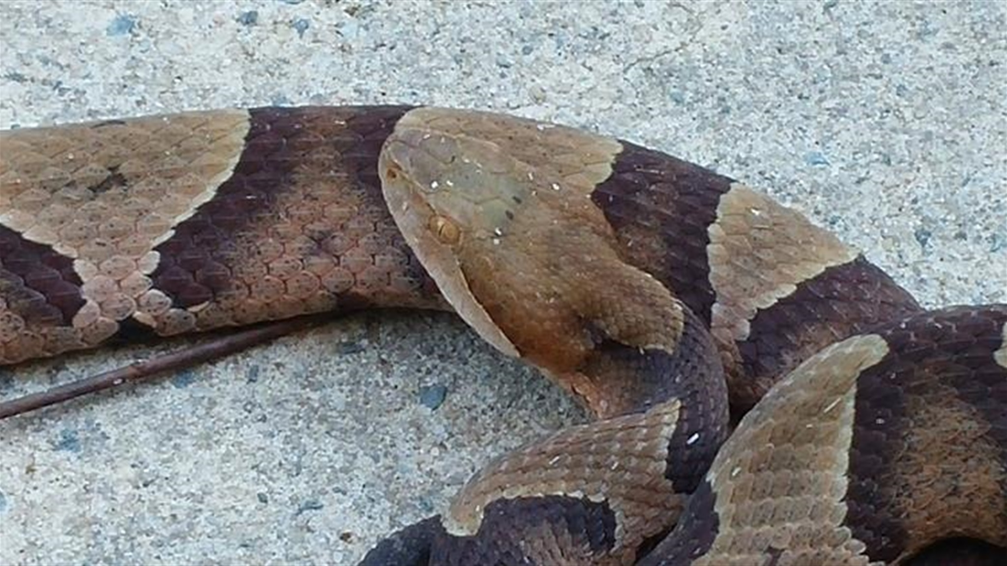 a copperhead snake, head close up to show the heat-shape of the head