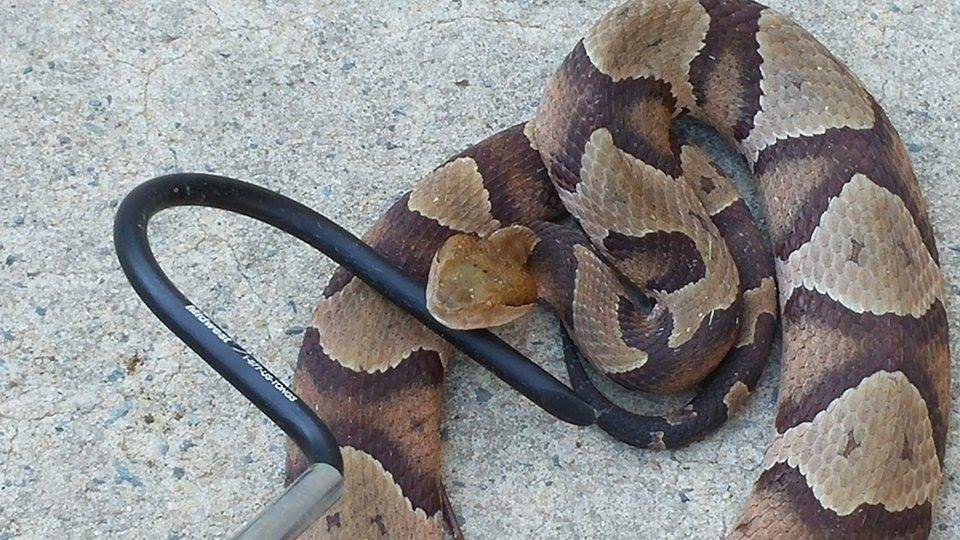 a copperhead snake