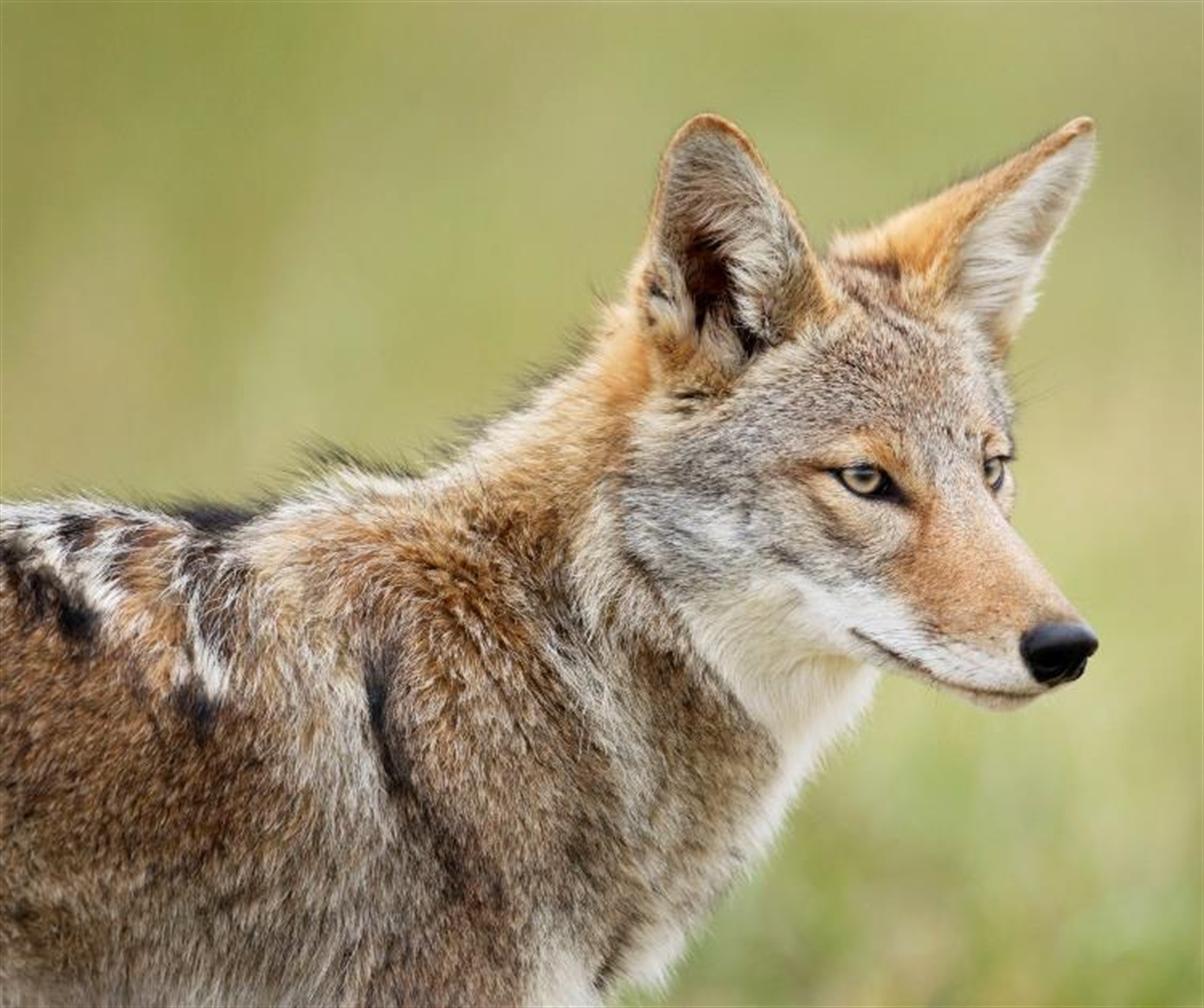 a coyote stands in a field