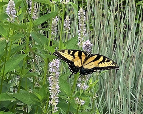 A butterfly on milkweed in a pollinator garden