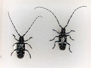 A pair of Asian long-horned beetles