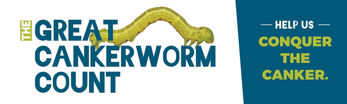 The Great Cankerworm Count. Help us conquer the canker.