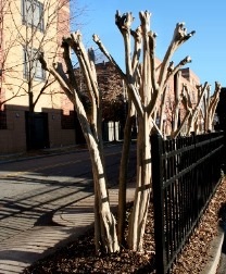 A line of crepe myrtles that have been topped