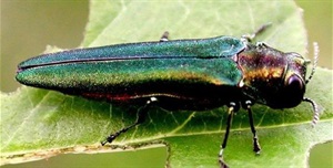 An emerald ash borer on a leaf