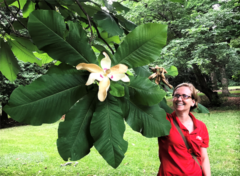 City Arborist Laurie Reid pulling down a branch of a rare big leaf magnolia