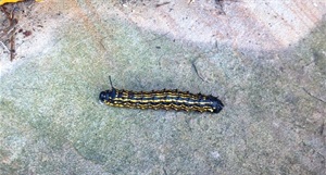 An orange striped oakworm on the sidewalk