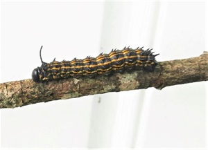 An orange striped oakworm on a bare branch