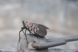 close up of a spotted lanternfly 