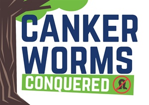 Cankerworms conquered