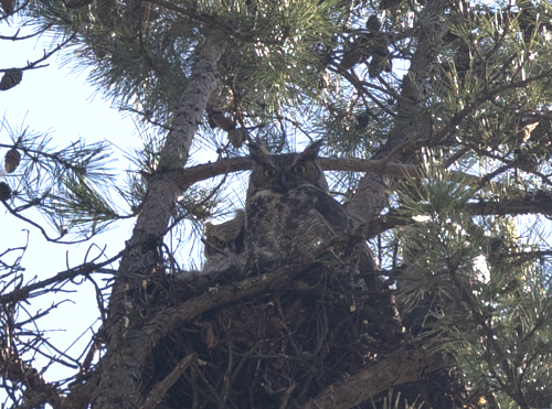Two great-horned owls peering over the edge of their nest high up in a tree
