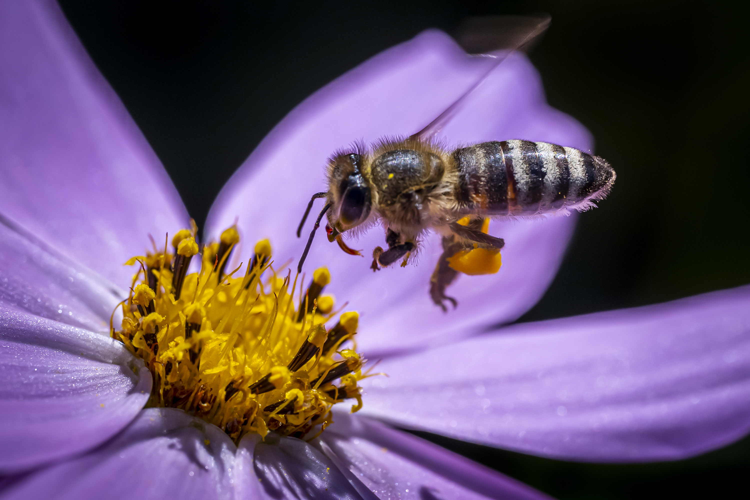 a bee hovering over the yellow center of a purple flower