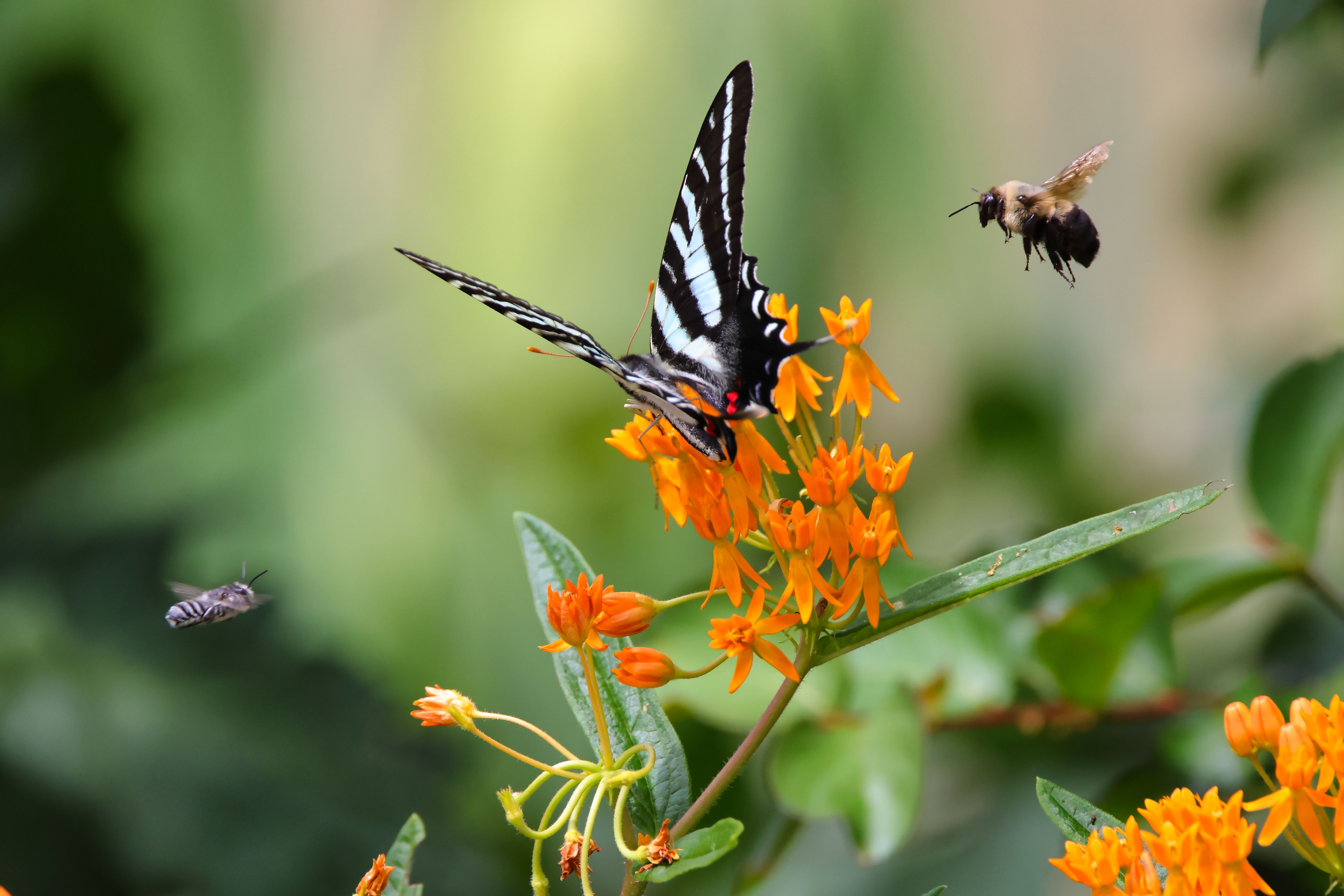 A black and white striped butterfly on a clump of small yellow flowers with a bumblebee flying nearby