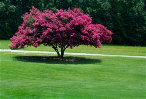 A crepe myrtle in full bloom surrounded by green grass