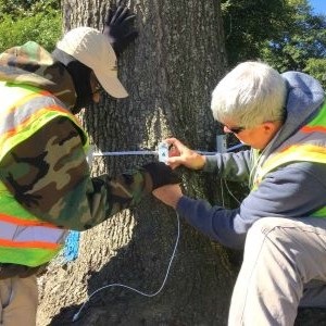 Two inspectors in safety vests placing a wired sensor on the trunk of a tree