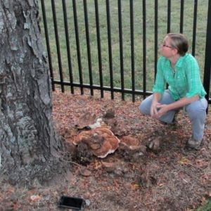 City arborist Laurie Reid kneeling down in front of a tree that has mushrooms growing out of its trunk at ground level