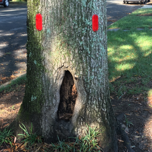 A tree trunk with a large cavity at ground level