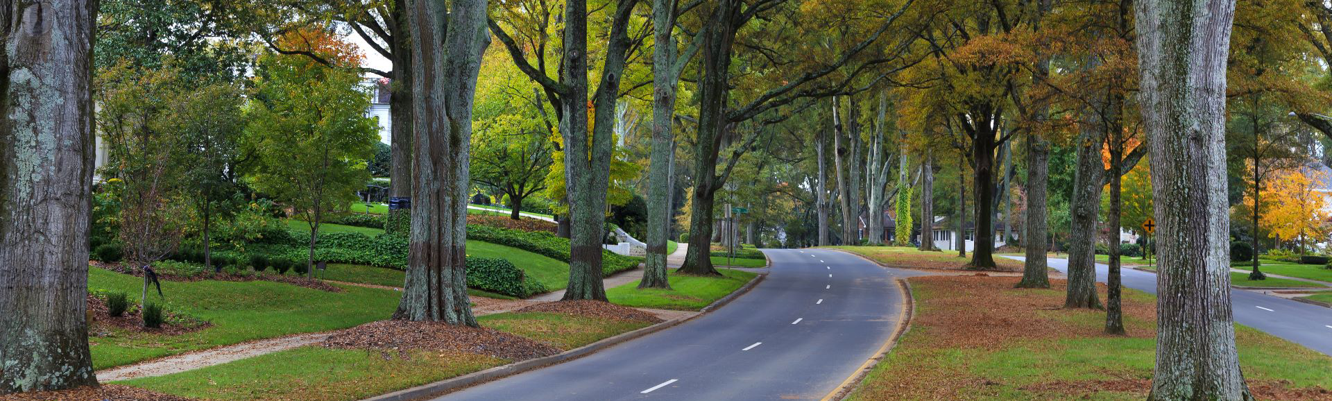 Queens Road West curving away from the viewer surrounded by huge trees