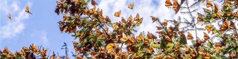 A large group of monarchs flying in the sky in Mexico, where they overwinter