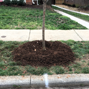 A newly planted tree in the planting strip between the sidewalk and the curb
