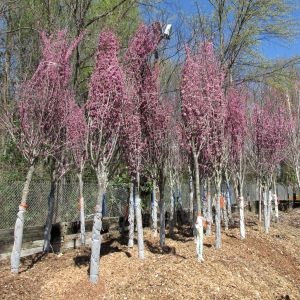 A line of young redbuds during a tree giveaway