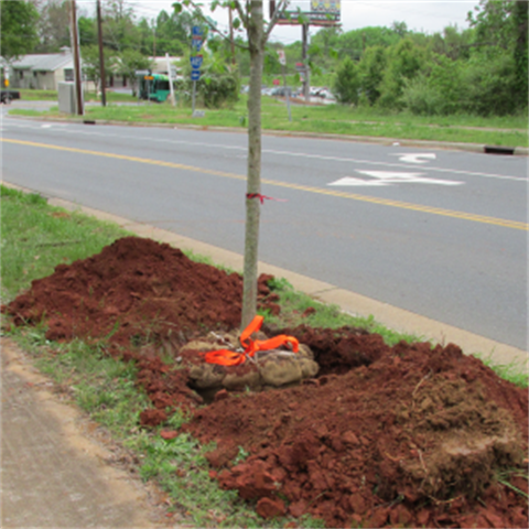 a newly arrived tree getting ready to be planted in the planting strip between the sidewalk and the curb