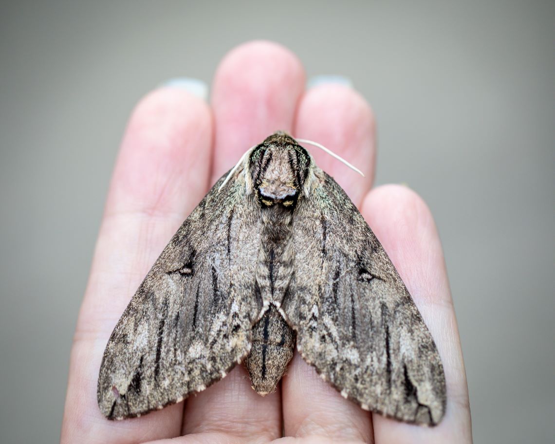 Moth.jpg