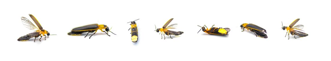 Fireflies against a white background in various positions