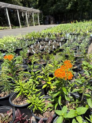containers of young plants lined up in an open area