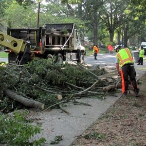 Workers in safety vests and hard hats cutting branches on the sidewalk next to a large truck