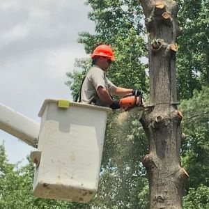 A worker in a bucket truck cutting into the trunk of a tree whose branches have already been removed