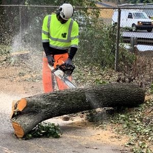 A worker cutting in a large branch that has been placed on the ground