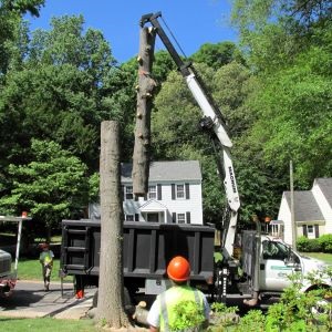 A large crane holding part of a tree trunk dangling over a large garbage truck