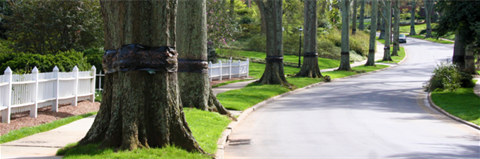 Trees lining a neighborhood street with tree bands