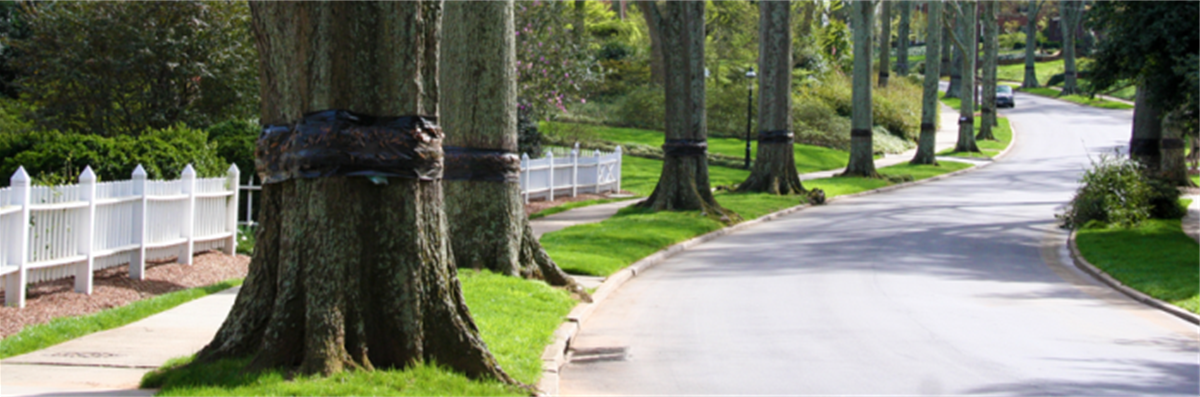 Landscape Management - City of Charlotte