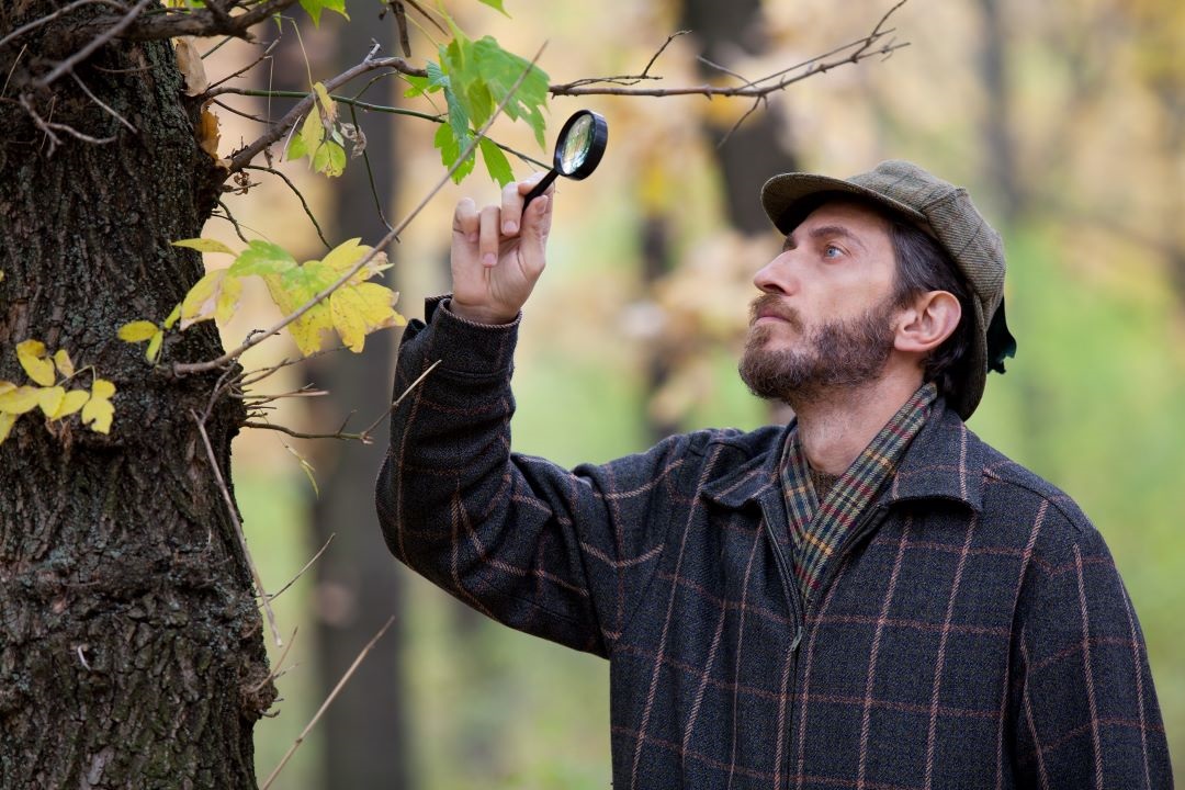 a man with a magnifying glass inspecting a tree