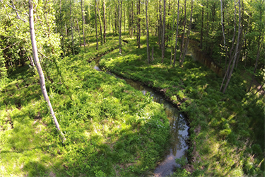 Reedy Creek flowing around vegetation and trees