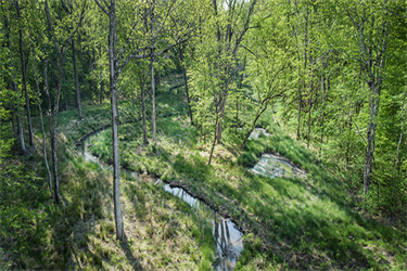 Reedy Creek meandering around the forest