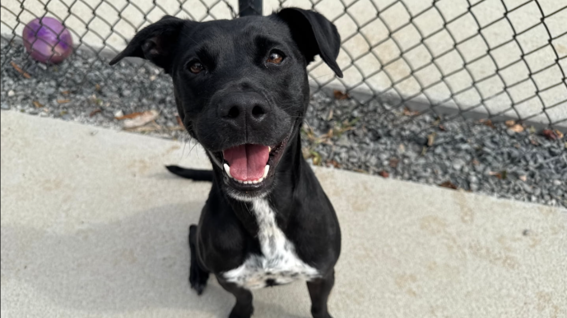 Dog sitting and smiling