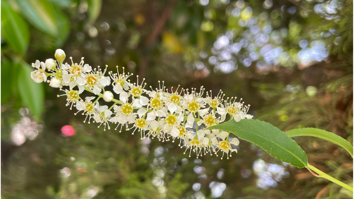 The native black cherry tree