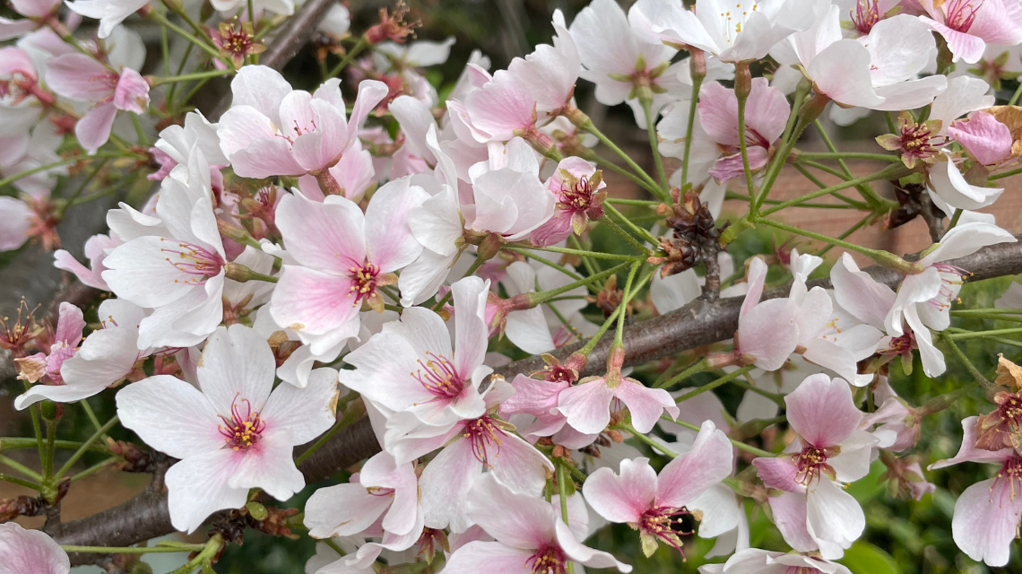 Pink and white cherry blossoms