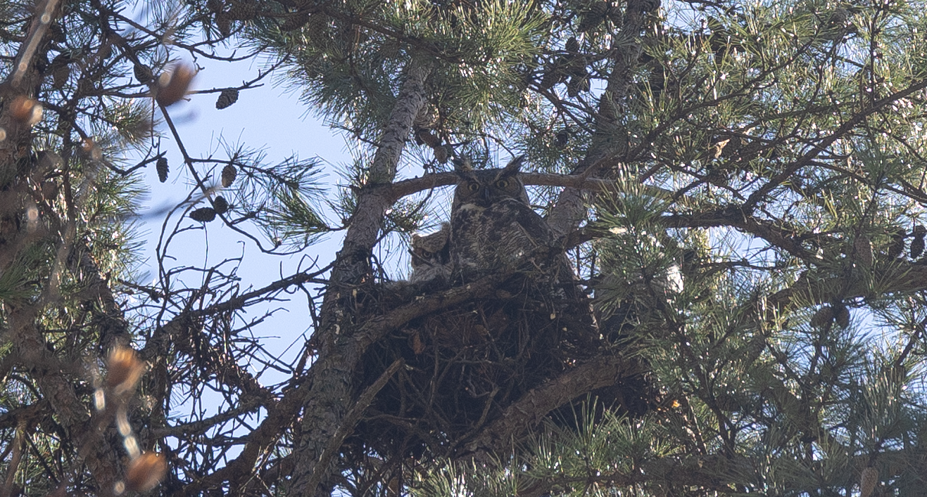 Two horned owls nesting in a pine tree on the Landscape Management building grounds.