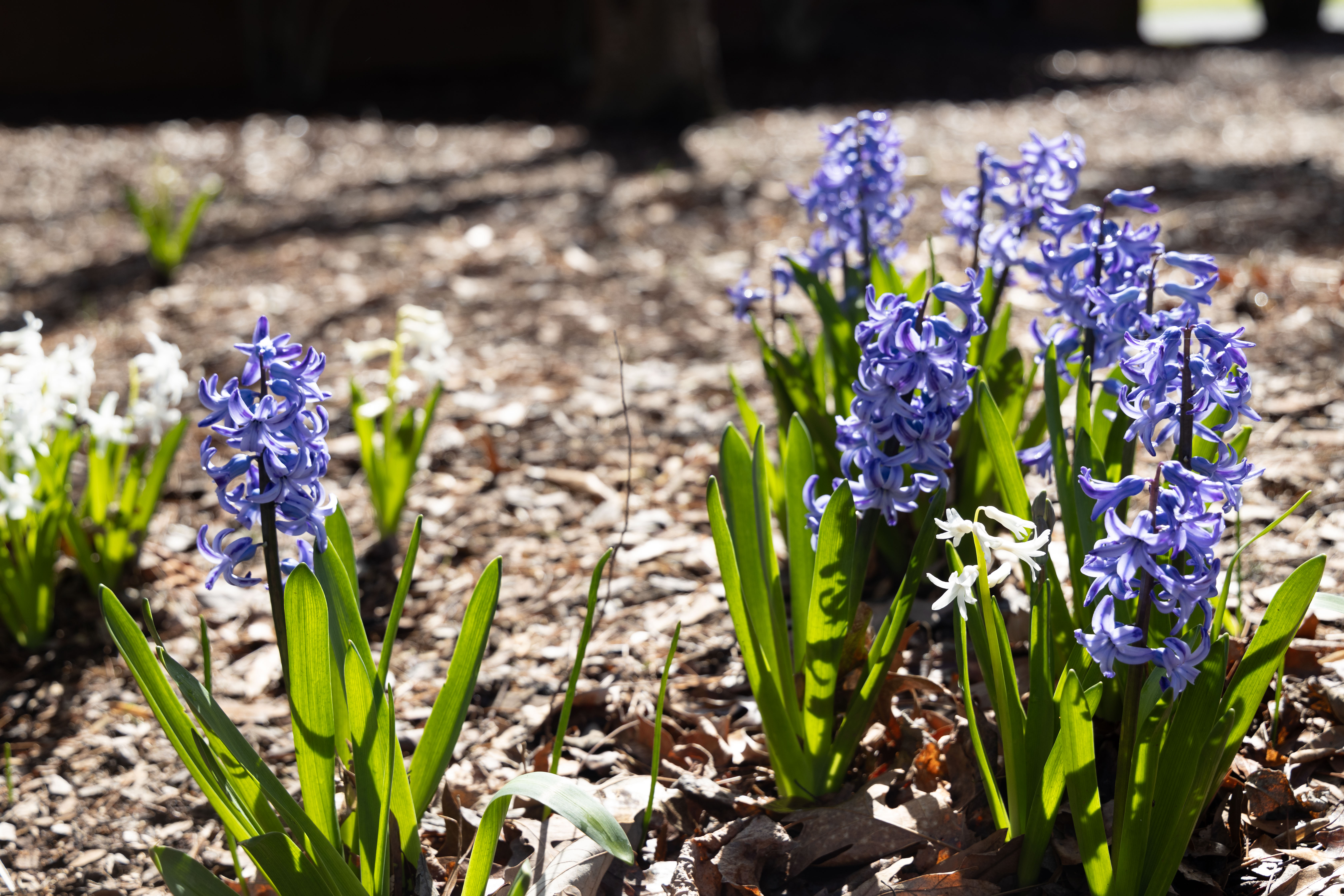 Purple hyacinths blooming in front of the Landscape Management offices.