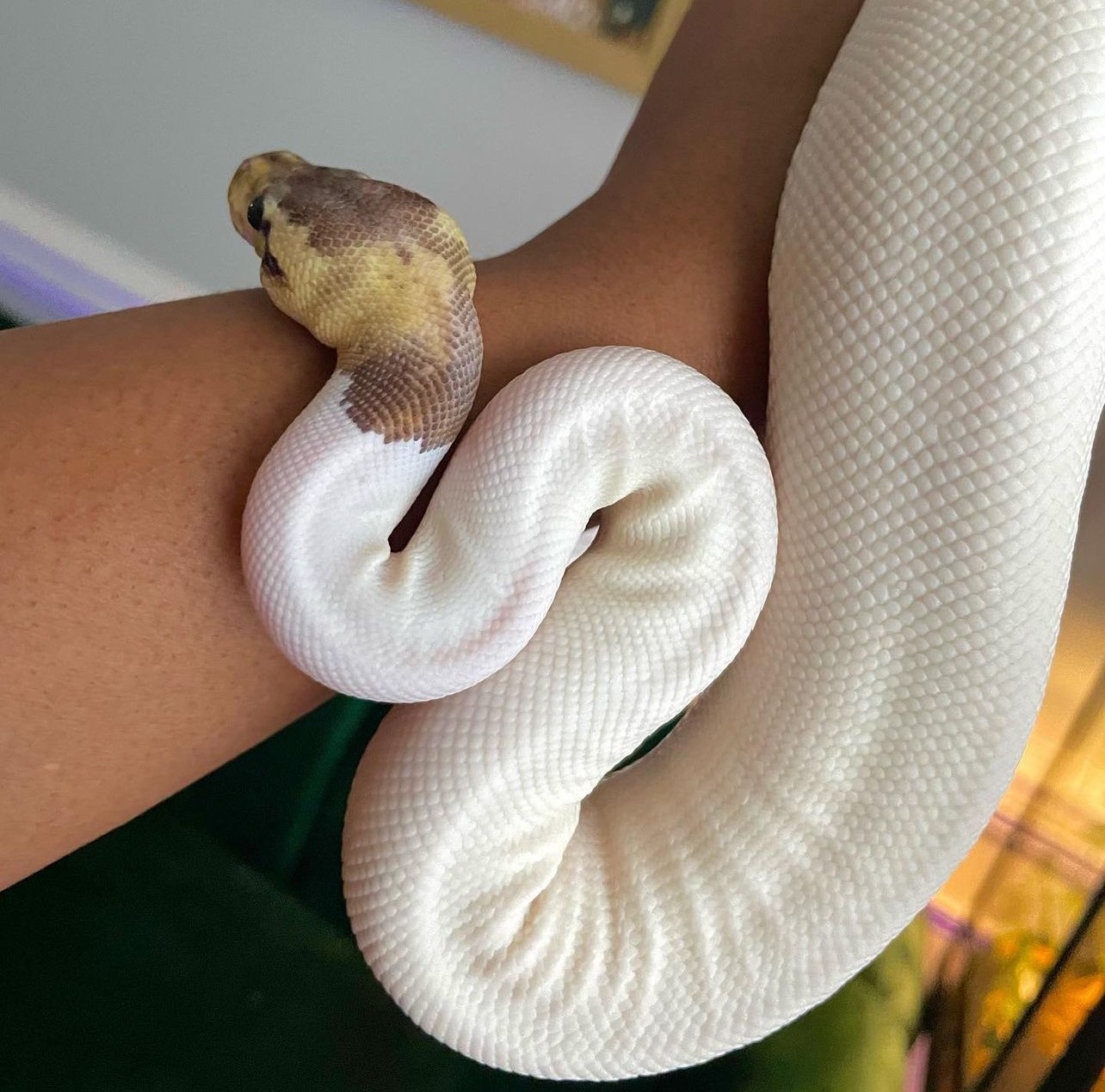 Person holding albino snake at the Reptile Bae's shop.