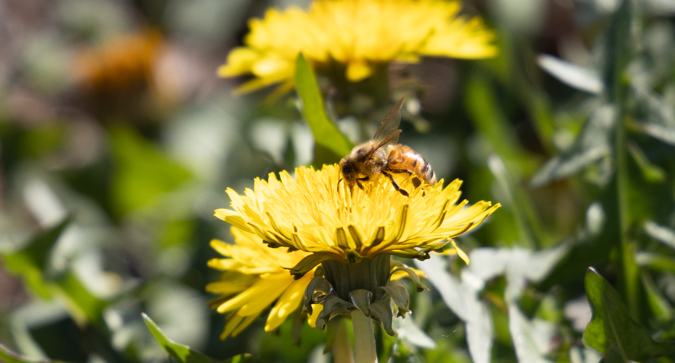 Bee visiting the Tuckaseegee Pollinator Garden.